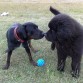 La historia de dos perros y una pelota